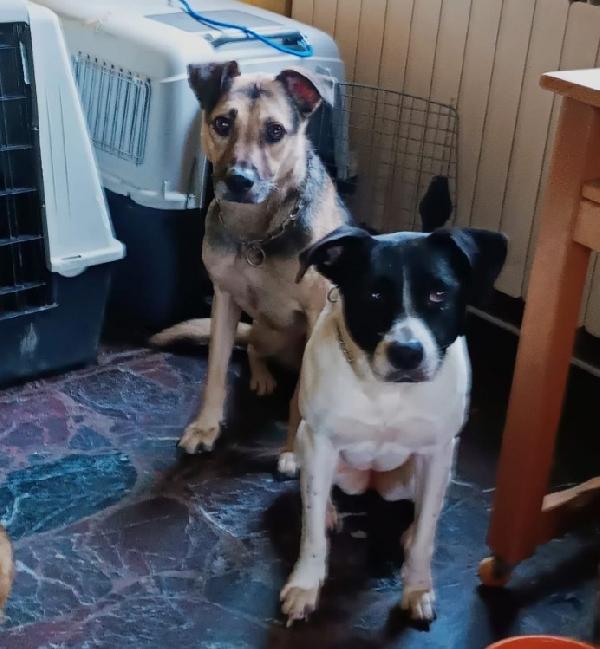 Polka 5anni mix molossina salvata 2anni fa  Foto 5