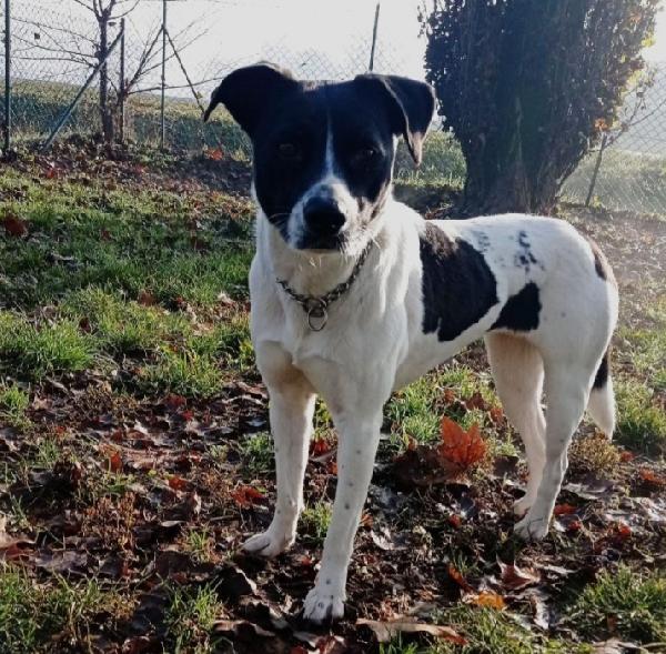 Polka 5anni mix molossina salvata 2anni fa  Foto 6