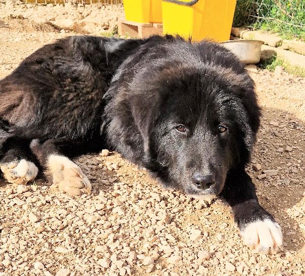 Chiama Per Max.adottabile In Tutta Italia!