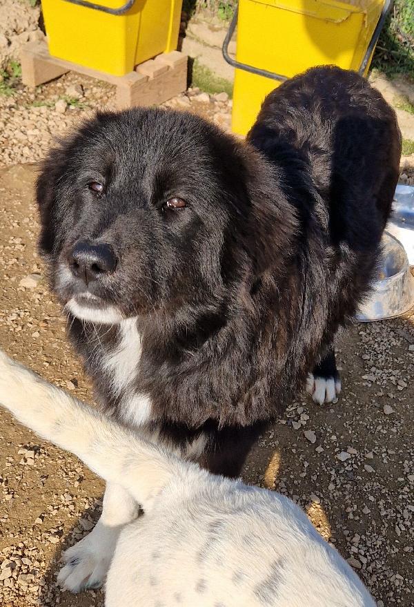 CHIAMA PER MAX.ADOTTABILE IN TUTTA ITALIA! Foto 3