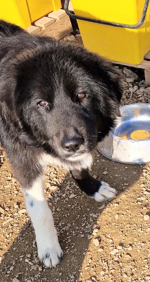 CHIAMA PER MAX.ADOTTABILE IN TUTTA ITALIA! Foto 4