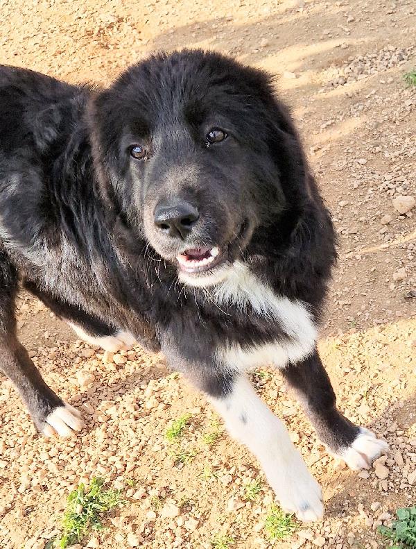 CHIAMA PER MAX.ADOTTABILE IN TUTTA ITALIA! Foto 8