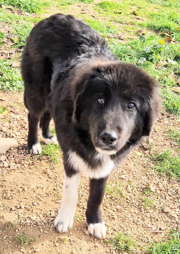 CHIAMA PER MAX.ADOTTABILE IN TUTTA ITALIA! Foto 9