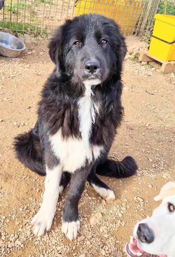 CHIAMA PER MAX.ADOTTABILE IN TUTTA ITALIA! Foto 10