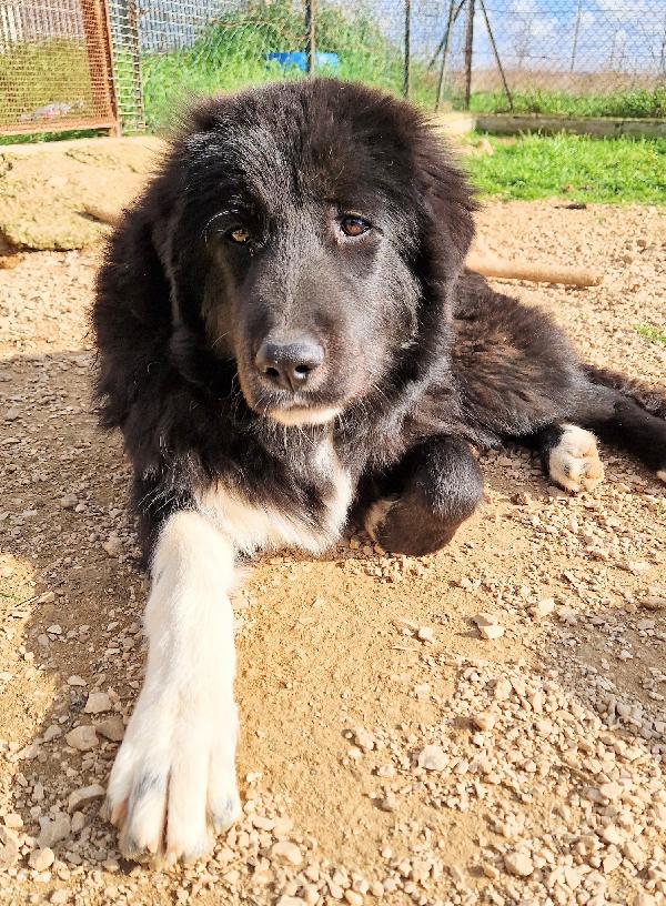 CHIAMA PER MAX.ADOTTABILE IN TUTTA ITALIA! Foto 11