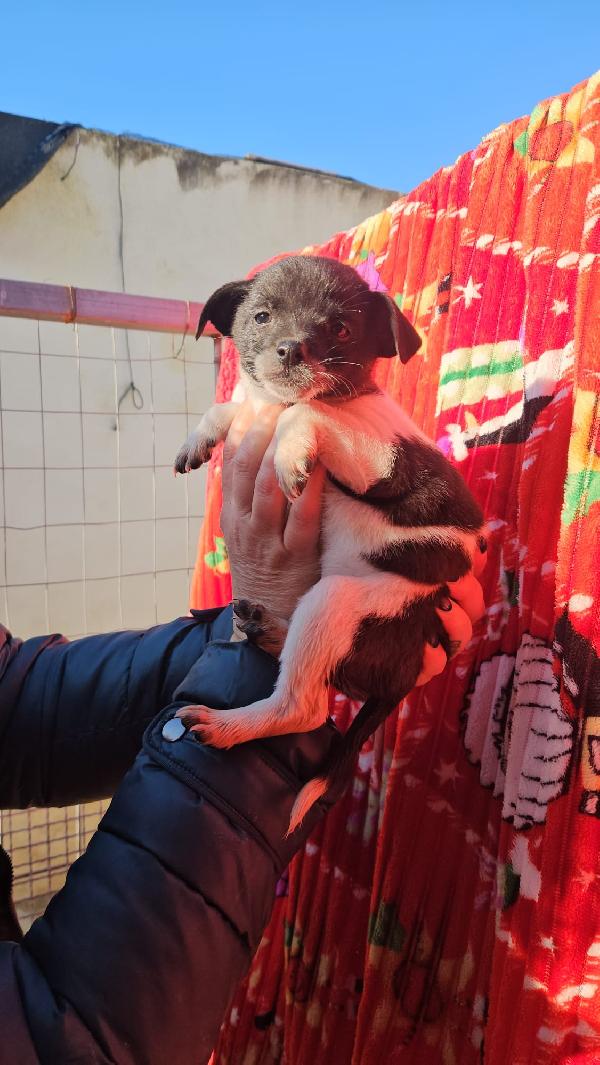 Pizzetta: 2 Mesi Taglia Piccola 