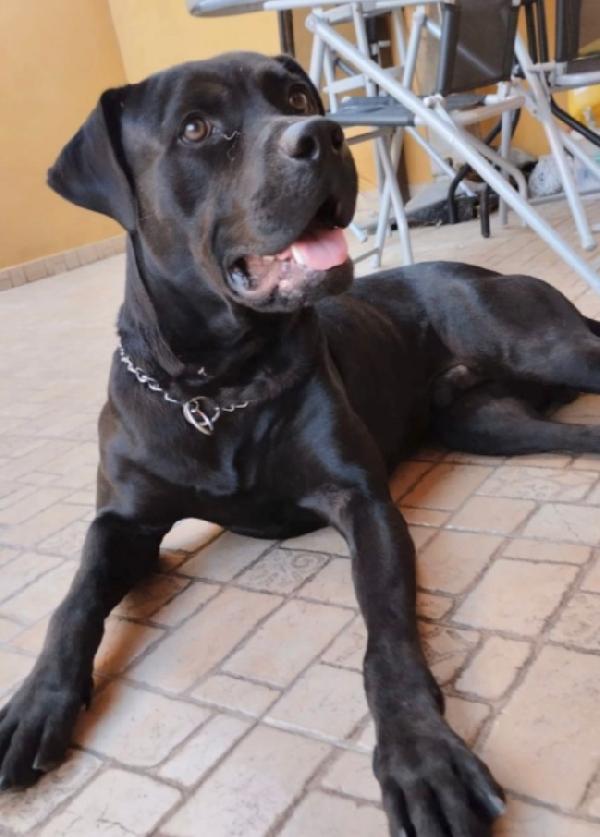 Blu Molosso Nero 3Anni Bellissimo Ma Sfortunato. Rischia Di Tornare In Sicilia