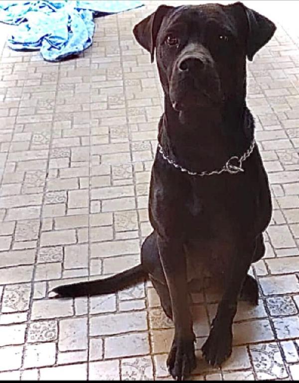 Blu molosso nero 3anni bellissimo ma sfortunato. RISCHIA DI TORNARE IN SICILIA Foto 2