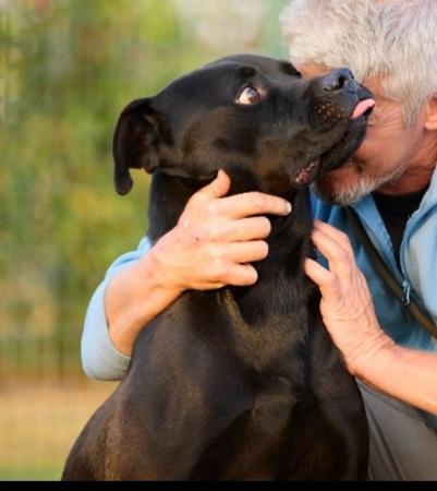 Blu molosso nero 3anni bellissimo ma sfortunato. RISCHIA DI TORNARE IN SICILIA Foto 3