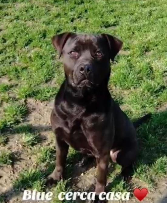 Blu molosso nero 3anni bellissimo ma sfortunato. RISCHIA DI TORNARE IN SICILIA Foto 4