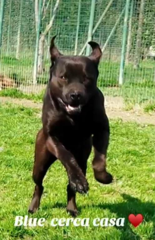 Blu molosso nero 3anni bellissimo ma sfortunato. RISCHIA DI TORNARE IN SICILIA Foto 5
