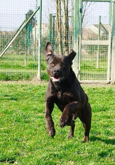 Blu molosso nero 3anni bellissimo ma sfortunato. RISCHIA DI TORNARE IN SICILIA Foto 6