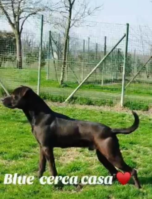 Blu molosso nero 3anni bellissimo ma sfortunato. RISCHIA DI TORNARE IN SICILIA Foto 7