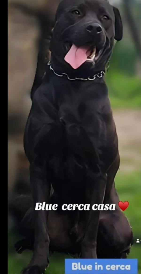 Blu molosso nero 3anni bellissimo ma sfortunato. RISCHIA DI TORNARE IN SICILIA Foto 8