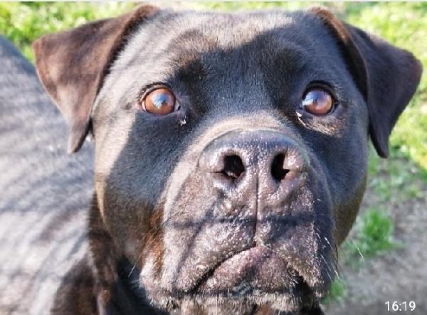 Blu molosso nero 3anni bellissimo ma sfortunato. RISCHIA DI TORNARE IN SICILIA Foto 9
