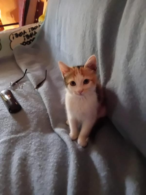 Titty: Micina Di 3 Mesi Cerca Famiglia