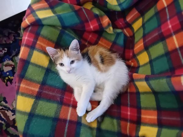 TITTY: MICINA DI 3 MESI CERCA FAMIGLIA Foto 2