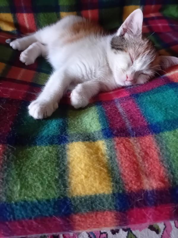 TITTY: MICINA DI 3 MESI CERCA FAMIGLIA Foto 3