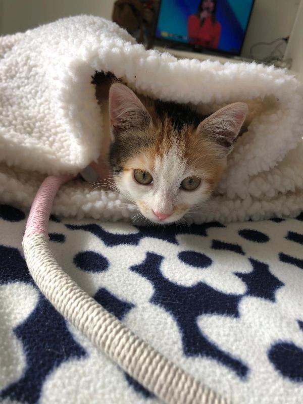 TITTY: MICINA DI 3 MESI CERCA FAMIGLIA Foto 4