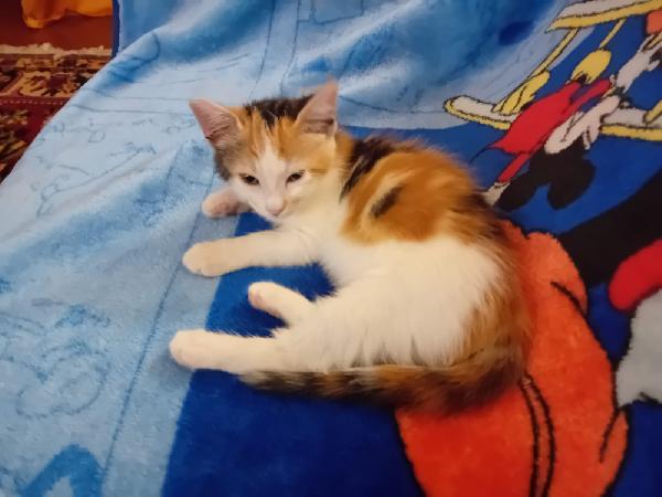 TITTY: MICINA DI 3 MESI CERCA FAMIGLIA Foto 5