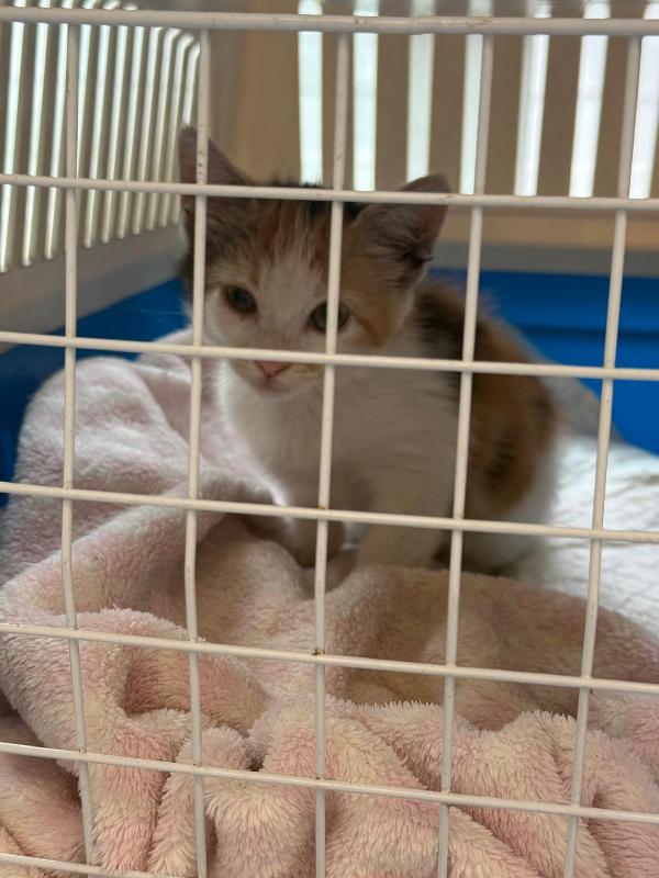 TITTY: MICINA DI 3 MESI CERCA FAMIGLIA Foto 6