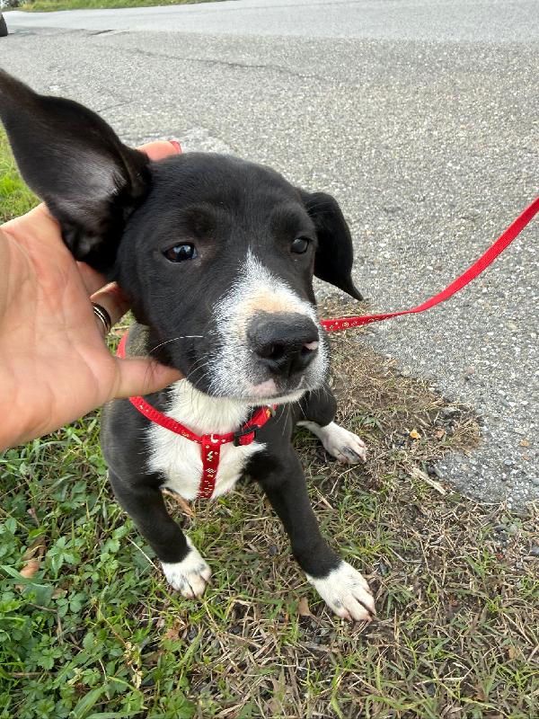 🌼🐾 kitty 🐾🌼 dolce cucciola taglia medio piccola in adozione  Foto 10