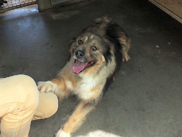 Kiro bellissimo orsacchiotto Foto 4