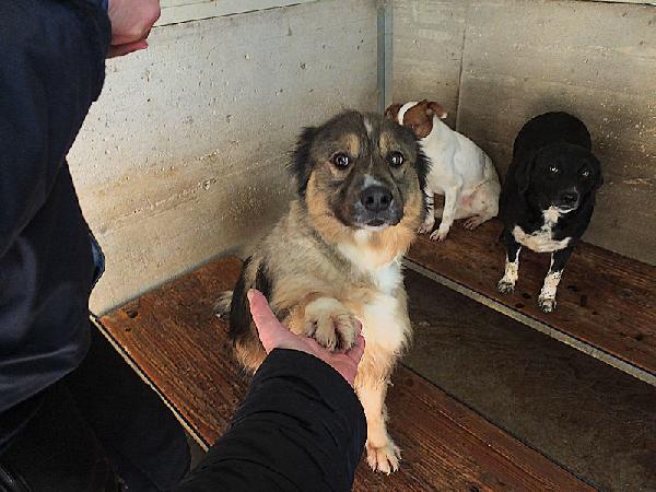 Kiro bellissimo orsacchiotto Foto 5