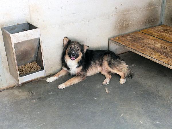 Kiro bellissimo orsacchiotto Foto 9