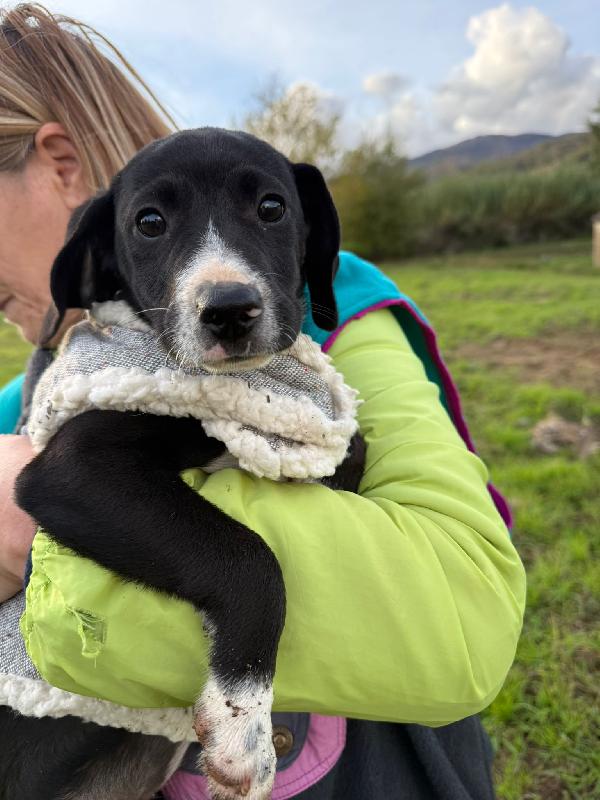 💖🐾 kitty 🐾💖 dolcissima cucciola taglia medio piccola in adozione  Foto 2
