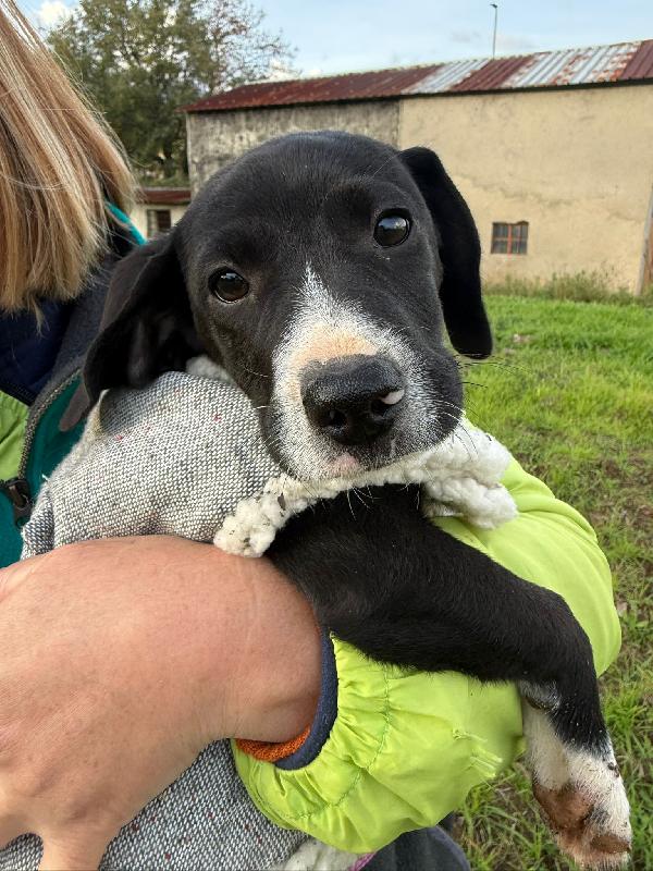 💖🐾 kitty 🐾💖 dolcissima cucciola taglia medio piccola in adozione  Foto 3