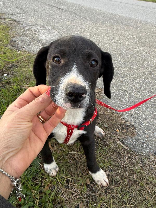 💖🐾 kitty 🐾💖 dolcissima cucciola taglia medio piccola in adozione  Foto 8