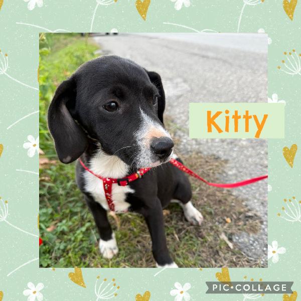 💕🐾 Kitty 🐾💕 Stupenda Cucciola Taglia Medio Piccola In Adozione 