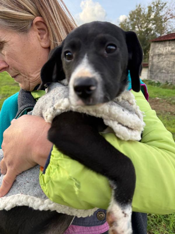 💕🐾 kitty 🐾💕 stupenda cucciola taglia medio piccola in adozione  Foto 2