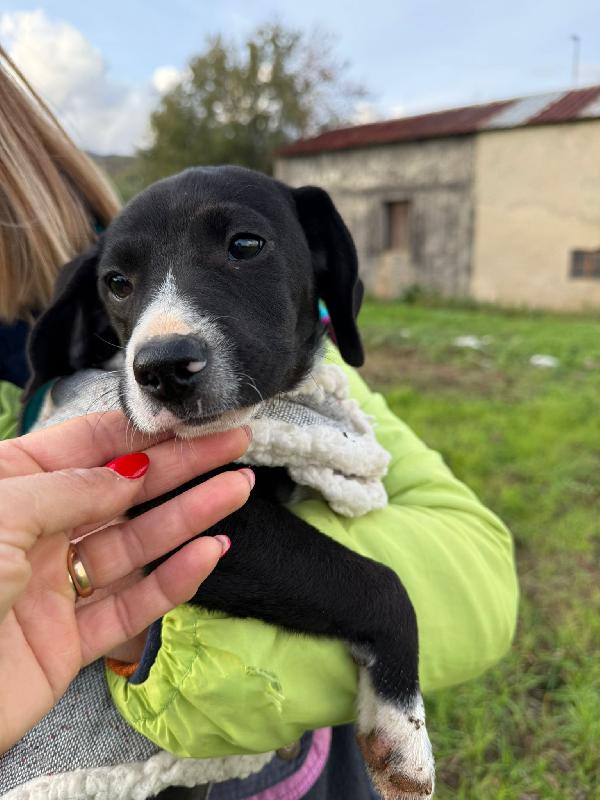 💕🐾 kitty 🐾💕 stupenda cucciola taglia medio piccola in adozione  Foto 3