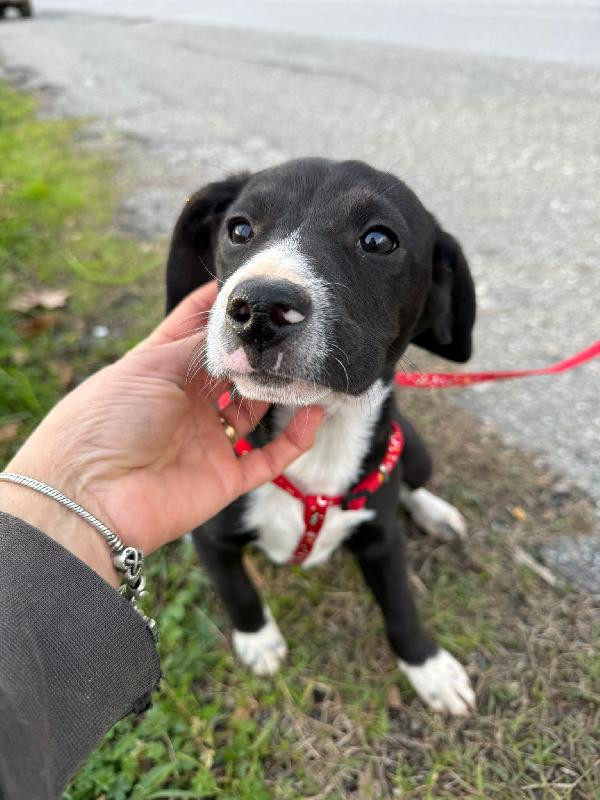 💕🐾 kitty 🐾💕 stupenda cucciola taglia medio piccola in adozione  Foto 5