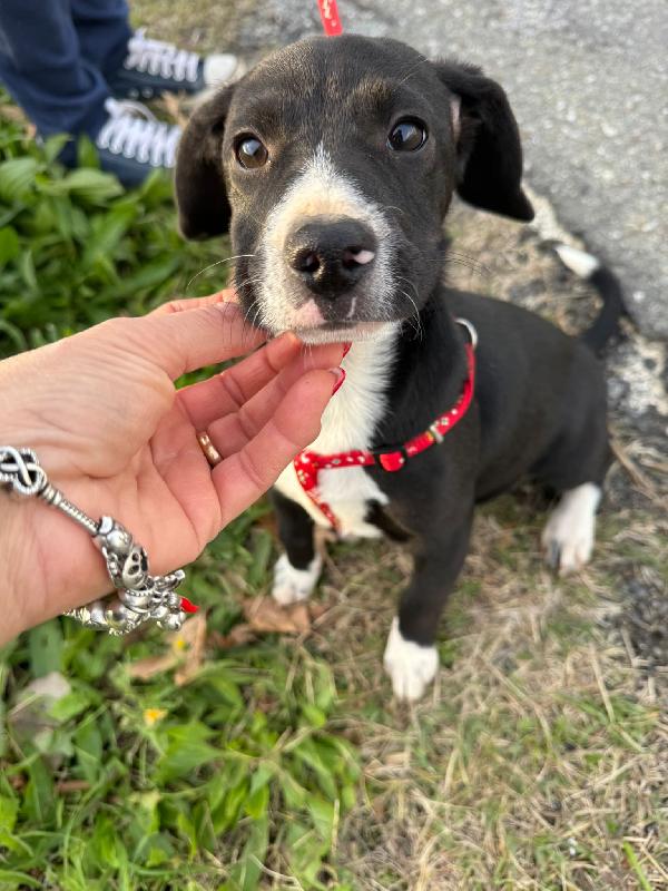 💕🐾 kitty 🐾💕 stupenda cucciola taglia medio piccola in adozione  Foto 10