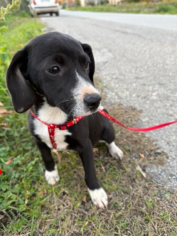 ✨🐾 kitty 🐾✨bellissima cucciola taglia medio piccola in adozione  Foto 7