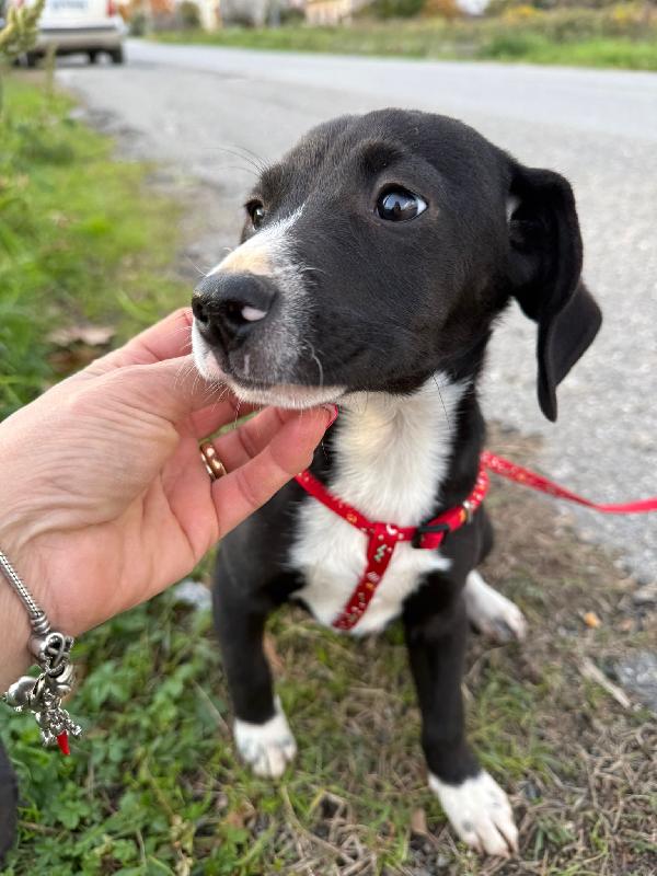 🌺🐾 kitty 🐾🌺 tenera cucciola taglia medio piccola in adozione  Foto 6