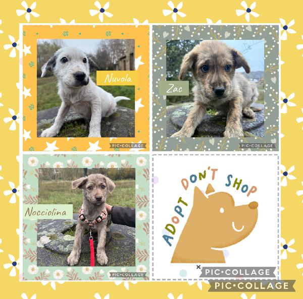 💙✨ Cuccioli ✨💙 Bellissimi In Adozione 