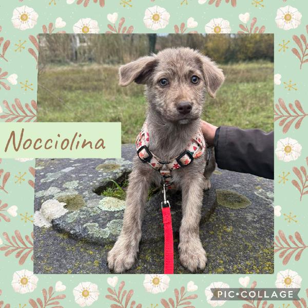 💙✨ cuccioli ✨💙 bellissimi in adozione  Foto 4