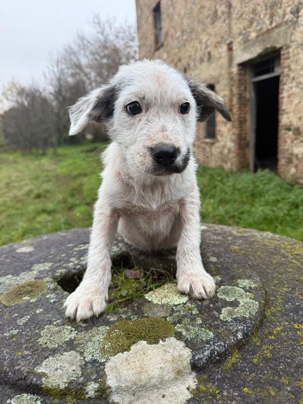 💙✨ cuccioli ✨💙 bellissimi in adozione  Foto 6