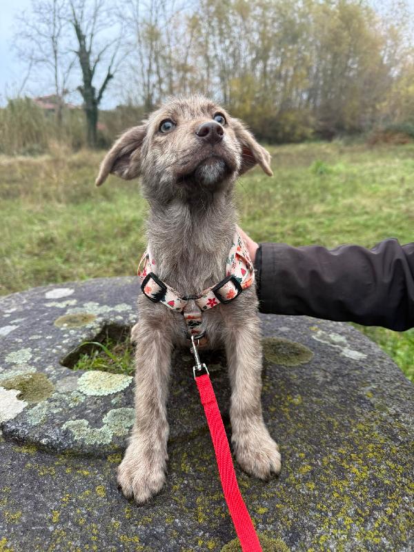 💙✨ cuccioli ✨💙 bellissimi in adozione  Foto 7