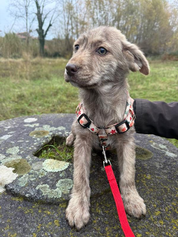 💙✨ cuccioli ✨💙 bellissimi in adozione  Foto 8