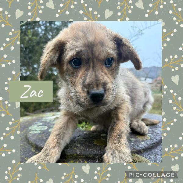 💕✨ cuccioli ✨💕 splendidi in adozione  Foto 2