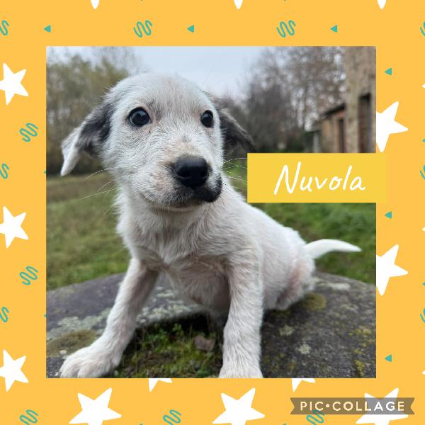 💕✨ cuccioli ✨💕 splendidi in adozione  Foto 3