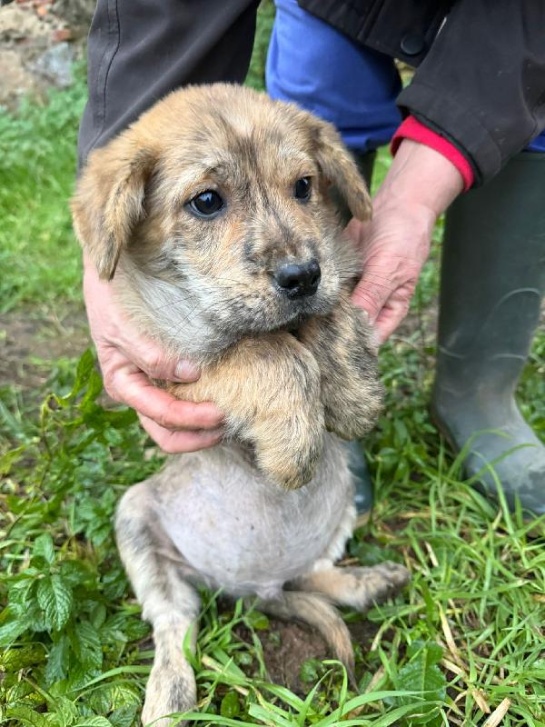 💕✨ cuccioli ✨💕 splendidi in adozione  Foto 5