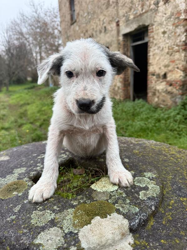 💕✨ cuccioli ✨💕 splendidi in adozione  Foto 6