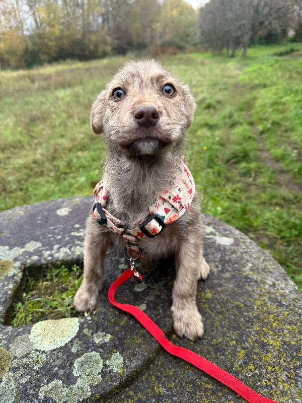 💕✨ cuccioli ✨💕 splendidi in adozione  Foto 7