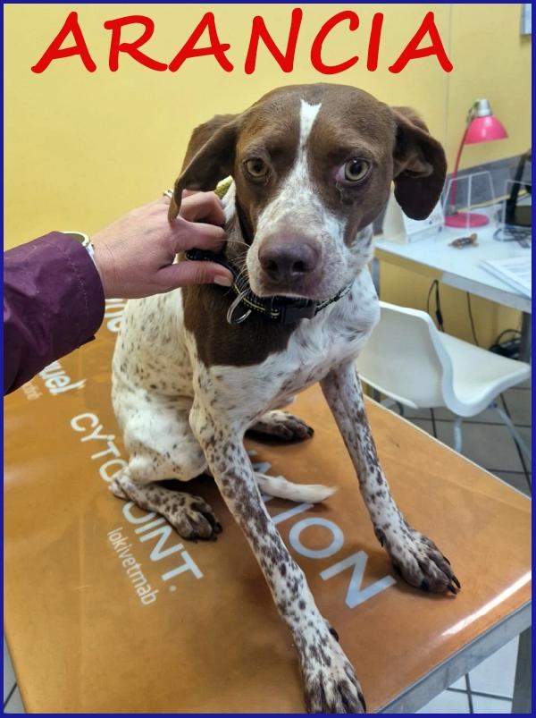Arancia, Pointerina 3 Anni E Mezzo, E' Ancora Timorosa Ma Piena Di Speranza Per Il Futuro!